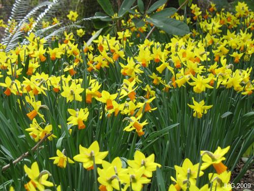Mass Plantings of Daffodils are Impressive.