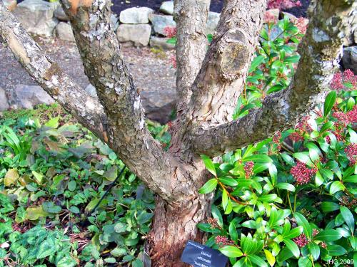 Well pruned Cornus mas showing the attractive bark.