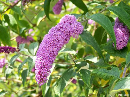 Buddliea davidii fully in bloom, note the tiny orange centers of each flower.