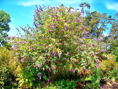 A 'Buddleja davidii' pruned into a tree, very attractive and fragrant.