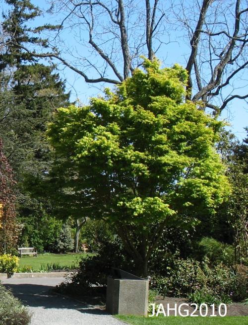 Summer sees Acer palmatum 'Sango Kaku' transforming from golden to mid green.