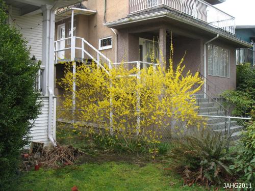  A very old Forsythia x intermedia near Commercial Drive in Vancouver. 